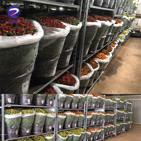 Xe đẩy container thực vật