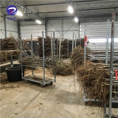 Xe vận chuyển nhà máy vườn ươm nhà kính