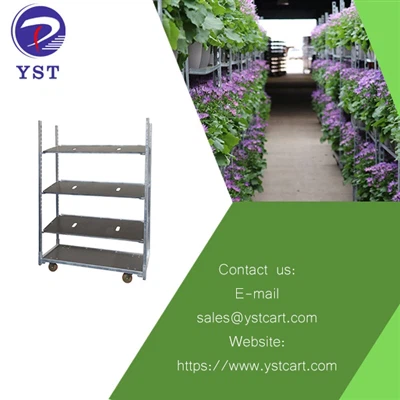 Cải thiện hiệu quả trong nhà kính bằng xe đẩy cây trồng